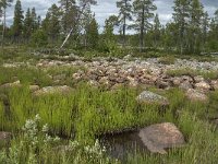 S, Norrbottens Lan, Arjeplog, Jackvik 3, Saxifraga-Jan van der Straaten