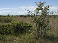 S, Oland, Morbylanga, Stora Alvaret 7, Saxifraga-Jan van der Straaten