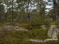 S, Vasternorrlands lan, Kramfors, Skuleskogen 16, Saxifraga-Marijke Verhagen