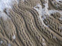 NL, Noord-Holland, Texel, Breistrand 1, Saxifraga-Foto Fitis-Sytske Dijksen