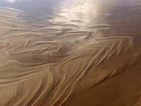 NL, Noord-Holland, Texel, De Hors 184, Saxifraga-Foto Fitis-Sytske Dijksen