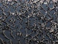 NL, Noord-Holland, Texel, Kwelder De Volharding 25, Saxifraga-Foto Fitis-Sytske Dijksen