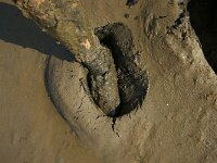 NL, Noord-Holland, Texel, Mokbaai 22, Saxifraga-Foto Fitis-Sytske Dijksen