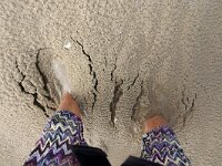 NL, Noord-Holland, Texel, Noorderhaaks 18, Saxifraga-Foto Fitis-Sytske Dijksen