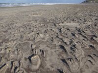 NL, Noord-Holland, Texel, Paal 9 64, Saxifraga-Foto Fitis-Sytske Dijksen