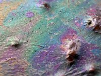 NL, Noord-Holland, Texel, Tureluur 7, Saxifraga-Foto Fitis-Sytske Dijksen