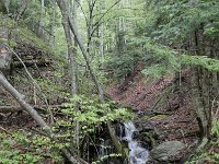 RO, Brasov, Sinca Noua, Valea Strambei 2, Saxifraga-Tom Heijnen