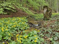 RO, Brasov, Zarnesti, NW of Zarnesti 1, Saxifraga-Tom Heijnen