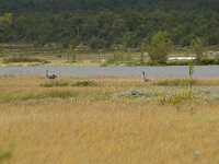 N, Innlandet, Dovre, Fokstumyra 18, Saxifraga-Willem van Kruijsbergen