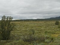 N, Innlandet, Dovre, Fokstumyra 3, Saxifraga-Willem van Kruijsbergen