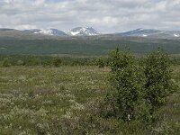 N, Innlandet, Dovre, Fokstumyra 39, Saxifraga-Jan van der Straaten