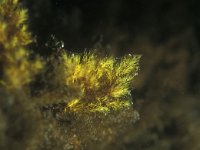 Bryopsis plumosa, Green alga