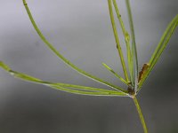Nitelopsis obtusa 2, Sterkranswier, Saxifraga-Peter Meininger