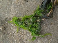 Chlorophyceae, Groenwieren, Green algae