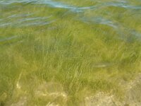 Blidingia minima 3, Klein darmwier, Saxifraga-Foto Fitis-Sytske Dijksen