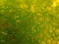 Hydrodictyon reticulatum