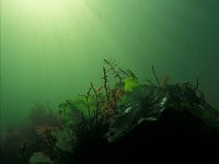 Ulva lactuca, Sea Lettuce