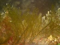 Bryopsis plumosa 2, Vederwier, Saxifraga-Foto Fitis-Sytske Dijksen