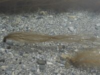 Chorda filum 3, Veterwier, Saxifraga-Willem van Kruijsbergen