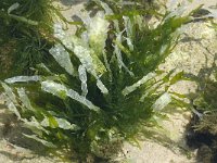 Enteromorpha intestinalis 2, Saxifraga-Willem van Kruijsbergen