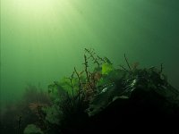 Ulva lactuca, Sea Lettuce