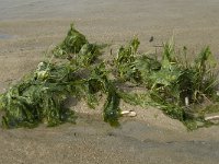 Ulva lactuca 19, Zeesla, Saxifraga-Jan van der Straaten