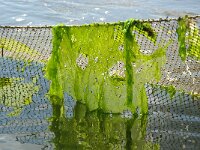 Ulva lactuca 24, Zeesla, Saxifraga-Foto Fitis-Sytske Dijksen