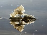 Ulva lactuca 26, Zeesla, Saxifraga-Foto Fitis-Sytske Dijksen