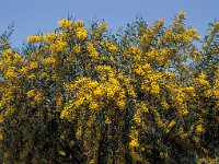 Acacia dealbata, Mimosa