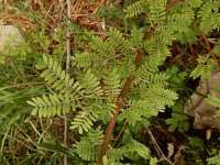 Acacia farnesiana 4, Saxifraga-Ed Stikvoort