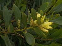 Acacia longifolia 2, Saxifraga-Willem van Kruijsbergen