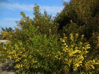 Acacia longifolia 3, Saxifraga-Ed Stikvoort