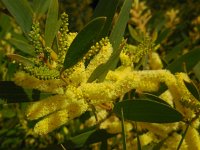 Acacia longifolia 4, Saxifraga-Ed Stikvoort