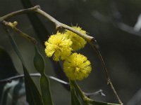 Acacia pycnantha, Golden Wattle