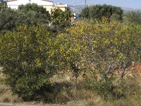Acacia pycnantha 3, Saxifraga-Jan van der Straaten