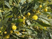 Acacia pycnantha 4, Saxifraga-Jan van der Straaten