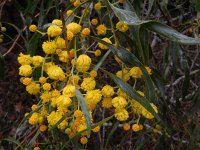 Acacia saligna 2, Wilgacacia, Saxifraga-Ed Stikvoort