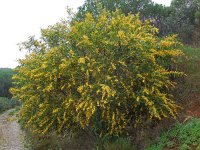 Acacia saligna 3, Wilgacacia, Saxifraga-Ed Stikvoort