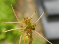 Acaena microphylla 4, Saxifraga-Rutger Barends