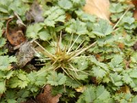 Acaena microphylla 5, Saxifraga-Rutger Barendse