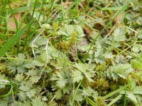 Acaena microphylla 6, Saxifraga-Rutger Barendse