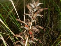 Acanthus mollis 6, Saxifraga-Rutger Barendse