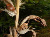 Acanthus mollis 7, Saxifraga-Rutger Barendse