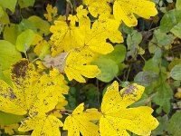 Yellow autumn leaves of Field Maple (Acer campestre)  Yellow autumn leaves of Field Maple (Acer campestre) : yellow, autumn, leaves, Field Maple, maple, Acer campestre, acer, leaf, autumn leaf, fall, autumnal, growth, nobody, no people, nature, natural, flora, floral, tree, shrub