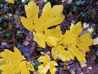 Yellow autumn leaves of Field Maple (Acer campestre)  Yellow autumn leaves of Field Maple (Acer campestre) : acer, Acer campestre, autumn leaf, autumn leaves, autumnal, fall, Field Maple, leaf, maple, yellow, autumn, flora, floral, growth, natural, nature, no people, nobody, shrub, tree