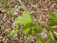 Acer campestre 10, Spaanse aak, Saxifraga-Rutger Barendse