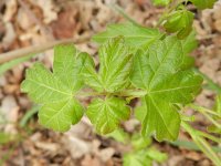 Acer campestre 12, Spaanse aak, Saxifraga-Rutger Barendse