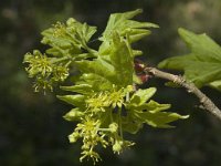 Acer campestre 3, Spaanse aak, Saxifraga-Marijke Verhagen