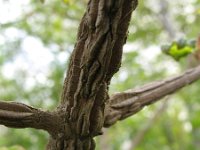 Acer campestre 7, Spaanse aak, Saxifraga-Rutger Barendse