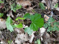 Acer campestre 9, Spaanse aak, Saxifraga-Rutger Barendse